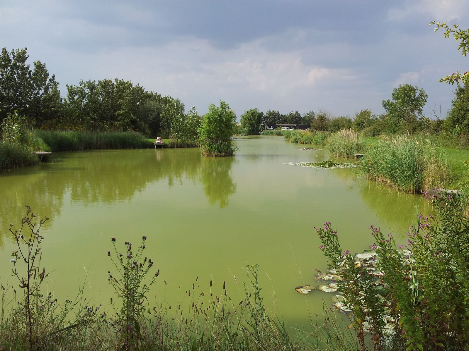 A still fishing lake at Stonham Barns edged with reeds and trees